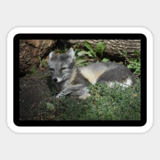 Arctic Fox Sticker